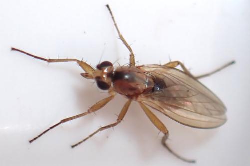 Réf. 327 277 : Lonchoptera lutea